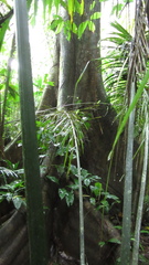 Ficus insipida