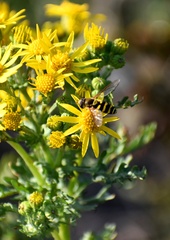 Syrphus opinator