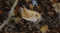 Calotropis gigantea image