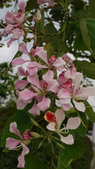 Bauhinia monandra