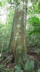 Brosimum alicastrum