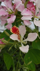 Bauhinia monandra