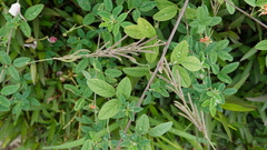 Indigofera