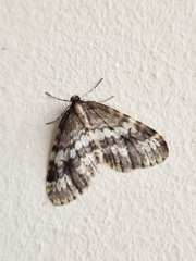 Operophtera occidentalis