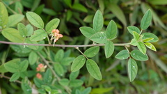Indigofera
