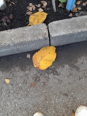 Ulmus glabra