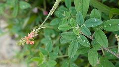 Indigofera