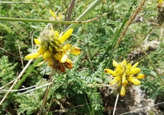Dalea lutea