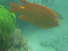 Hypsypops rubicundus