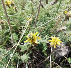 Dalea lutea
