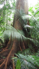 Tachigali panamensis