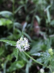 Hydrocotyle geraniifolia