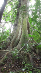 Tachigali panamensis