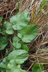 Barbarea vulgaris