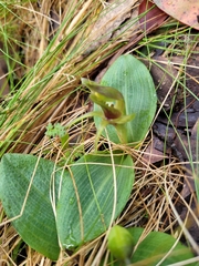 Chiloglottis