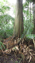 Tachigali panamensis