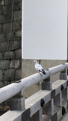 Columba livia domestica