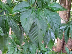 Syngonium