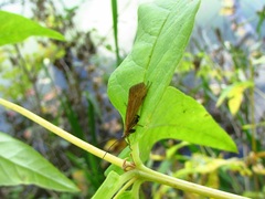 Limnephilus nigriceps