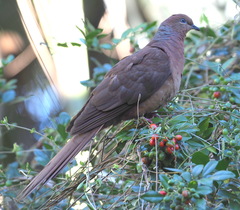 Macropygia phasianella