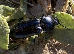 Melanactes densus