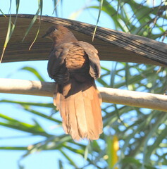 Macropygia phasianella