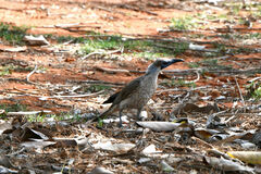 Philemon citreogularis