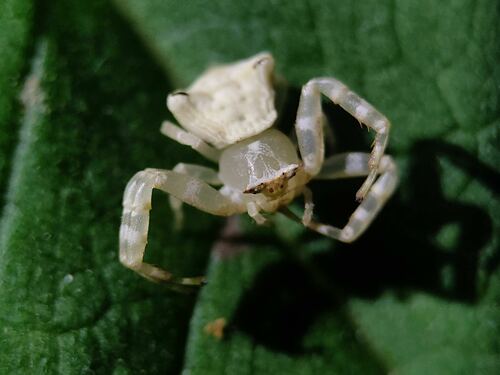 Thomisus godavariae