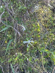 Jasminum multipartitum