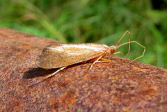 Limnephilus ignavus