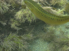 Halichoeres semicinctus