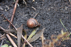 Webbhelix multilineata