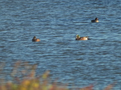 Anas crecca carolinensis