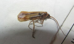 Limnephilus vittatus