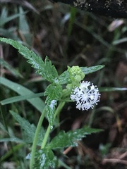 Hydrocotyle geraniifolia