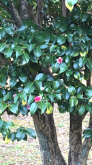 Camellia japonica