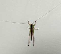 Conocephalus maculatus