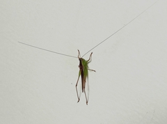 Conocephalus maculatus