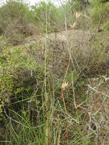 Drimia indica