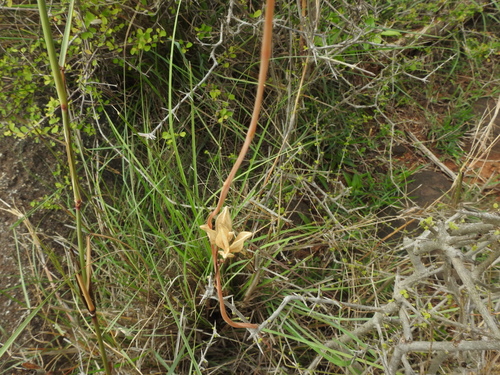 Drimia indica