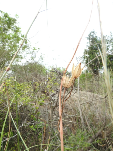 Drimia indica