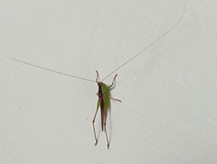 Conocephalus maculatus