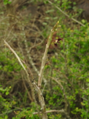 Caralluma