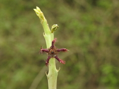 Caralluma
