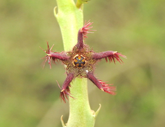 Caralluma