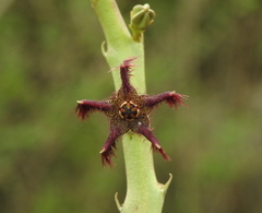 Caralluma