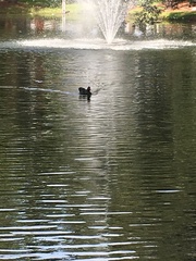 Cairina moschata domestica