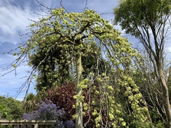 Ulmus glabra camperdownii
