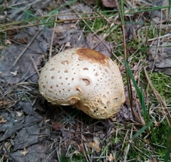 Agaricomycetidae