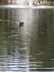 Cairina moschata domestica